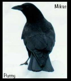 Mikas Pussy : Aves da Carniça